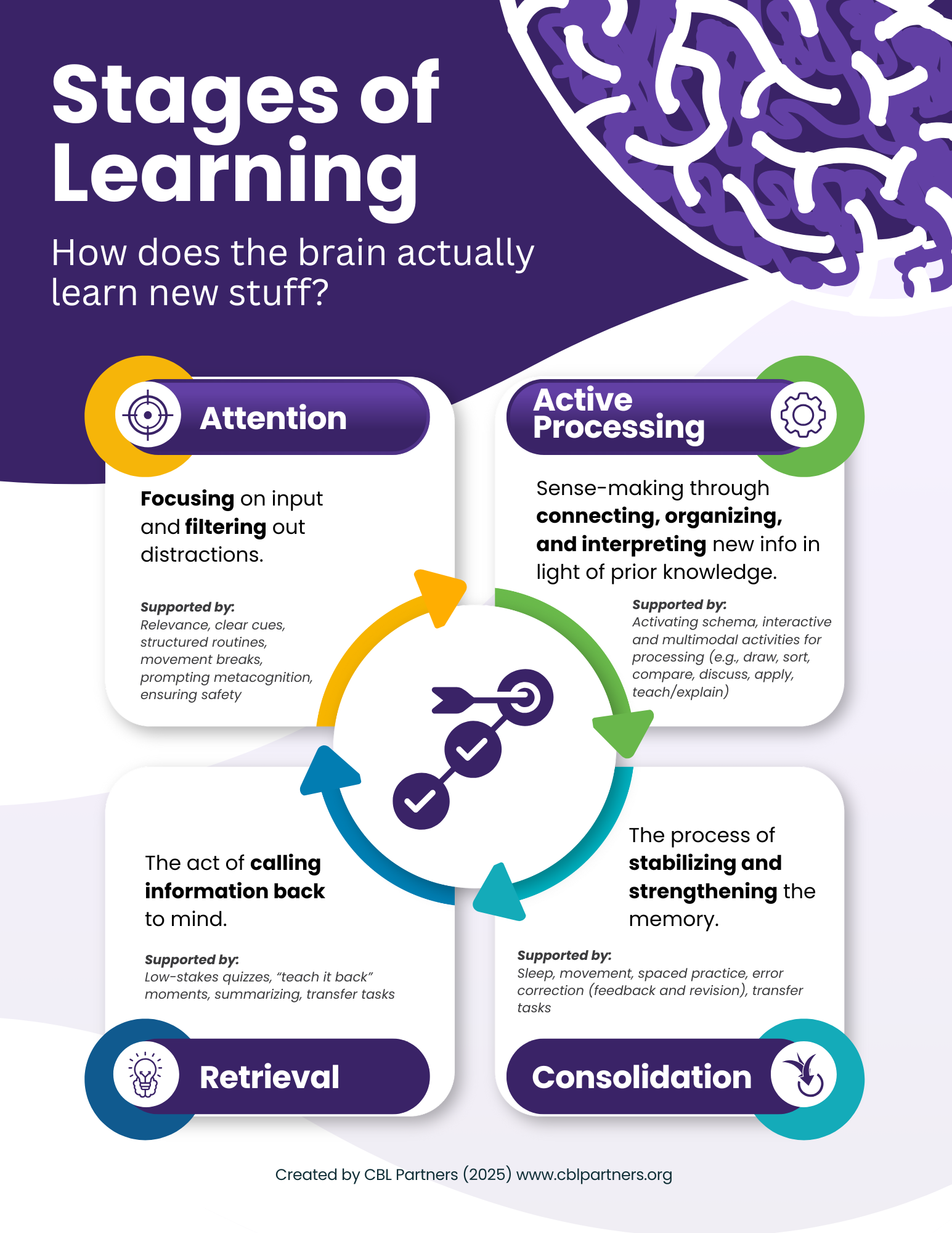 Infographic titled Stages of Learning: How does the brain actually learn new stuff? The graphic shows four interconnected stages arranged around a circular arrow cycle.